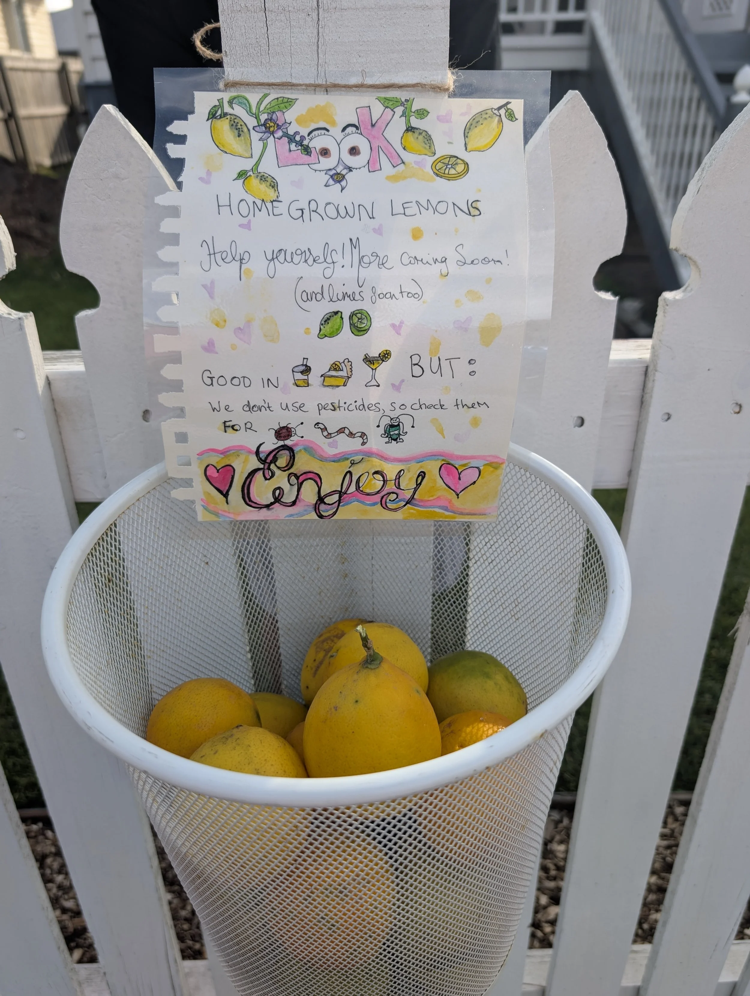 lemons in a white wire basket on a fence with a laminated, hand drawn sign
