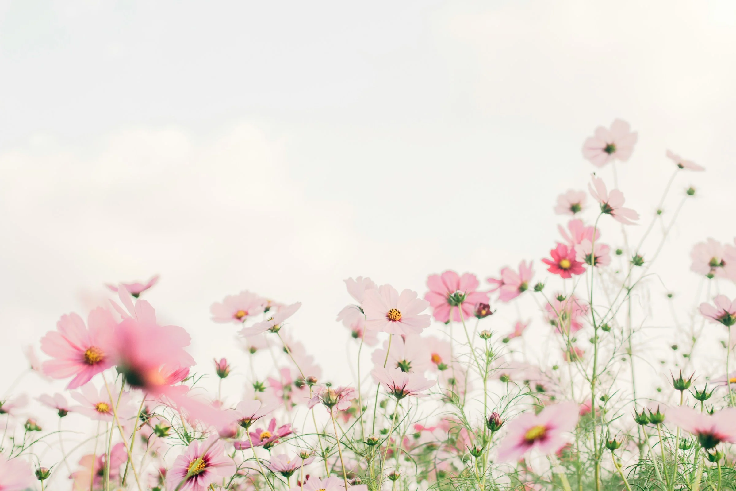 Pink and white cosmos flowers blooming under a pale sky.