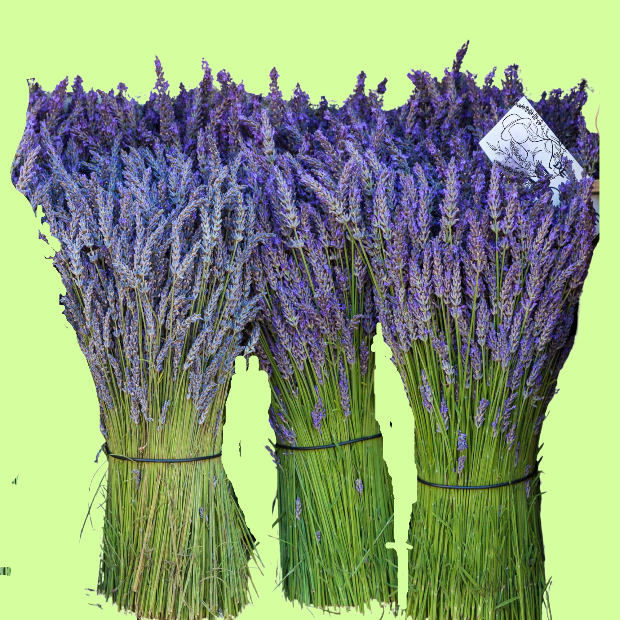 3 bountiful bundles of lavender, dried