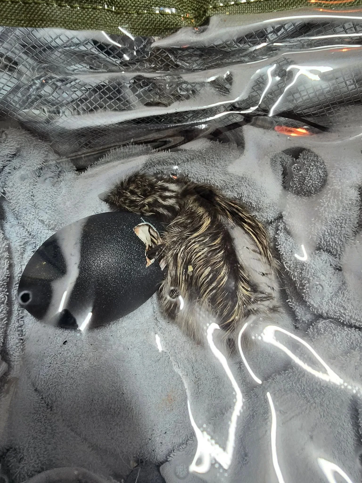 Emu chicks 2.jpg
