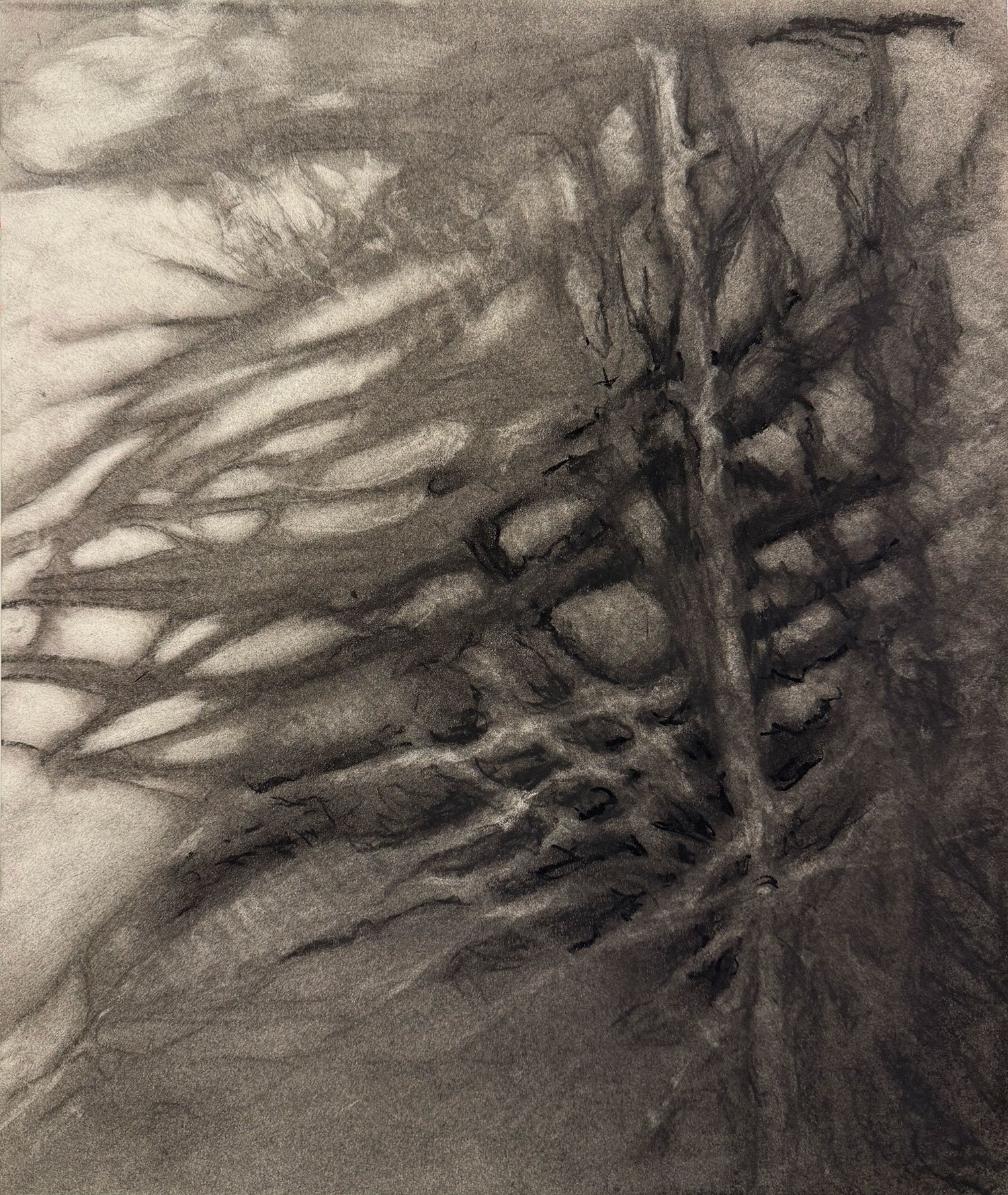  _____ Click to see entire image _____ 
  Jeremy McDonnell 
 TreeTorn with Coastline , 2015 
Charcoal on Paper 
16 1/2 x 14 