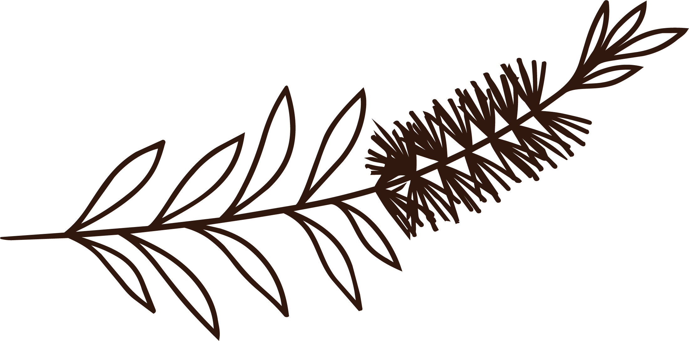 A line drawing of a bottlebrush