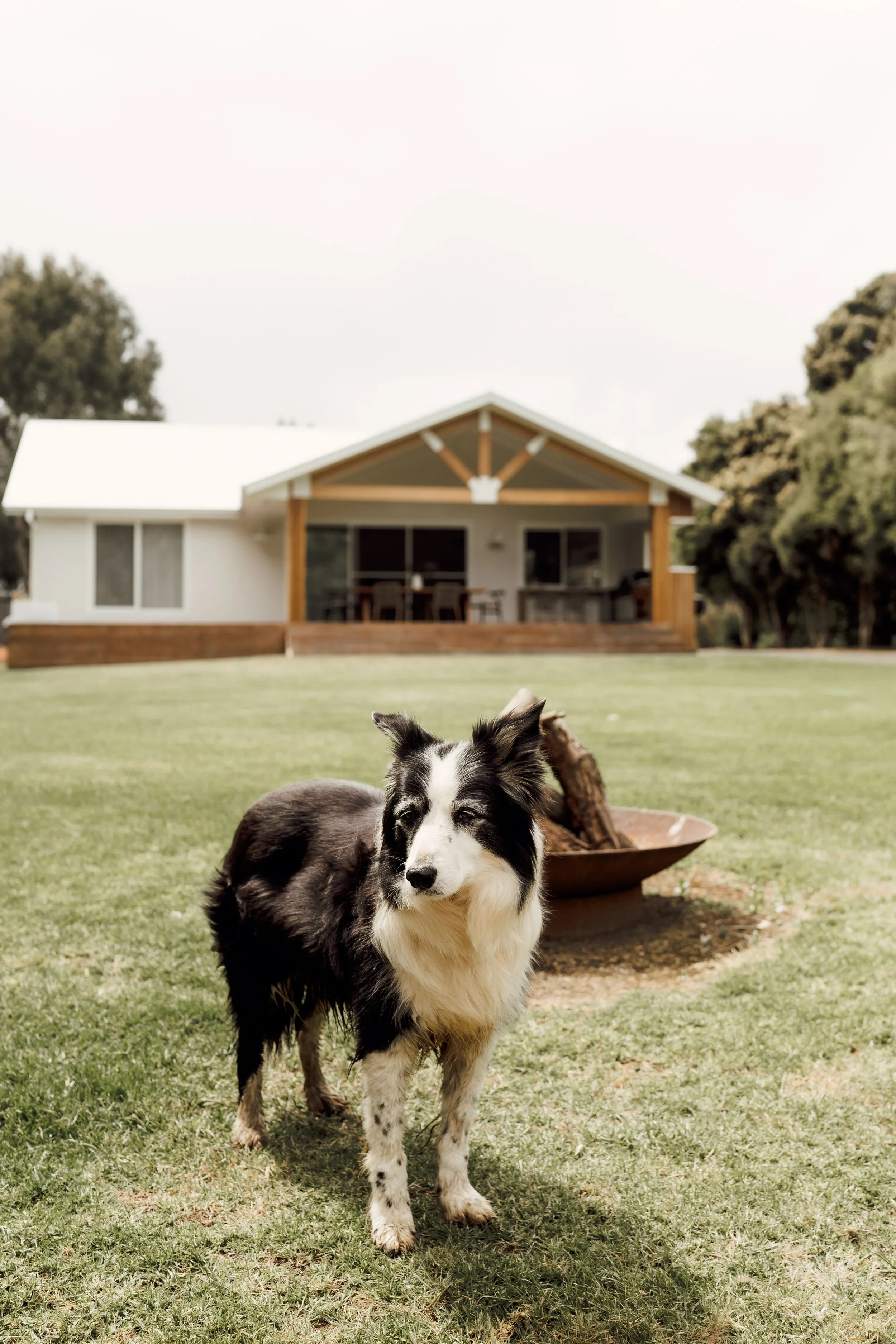 A black and white dog standing on green grass with a house and trees in the background.