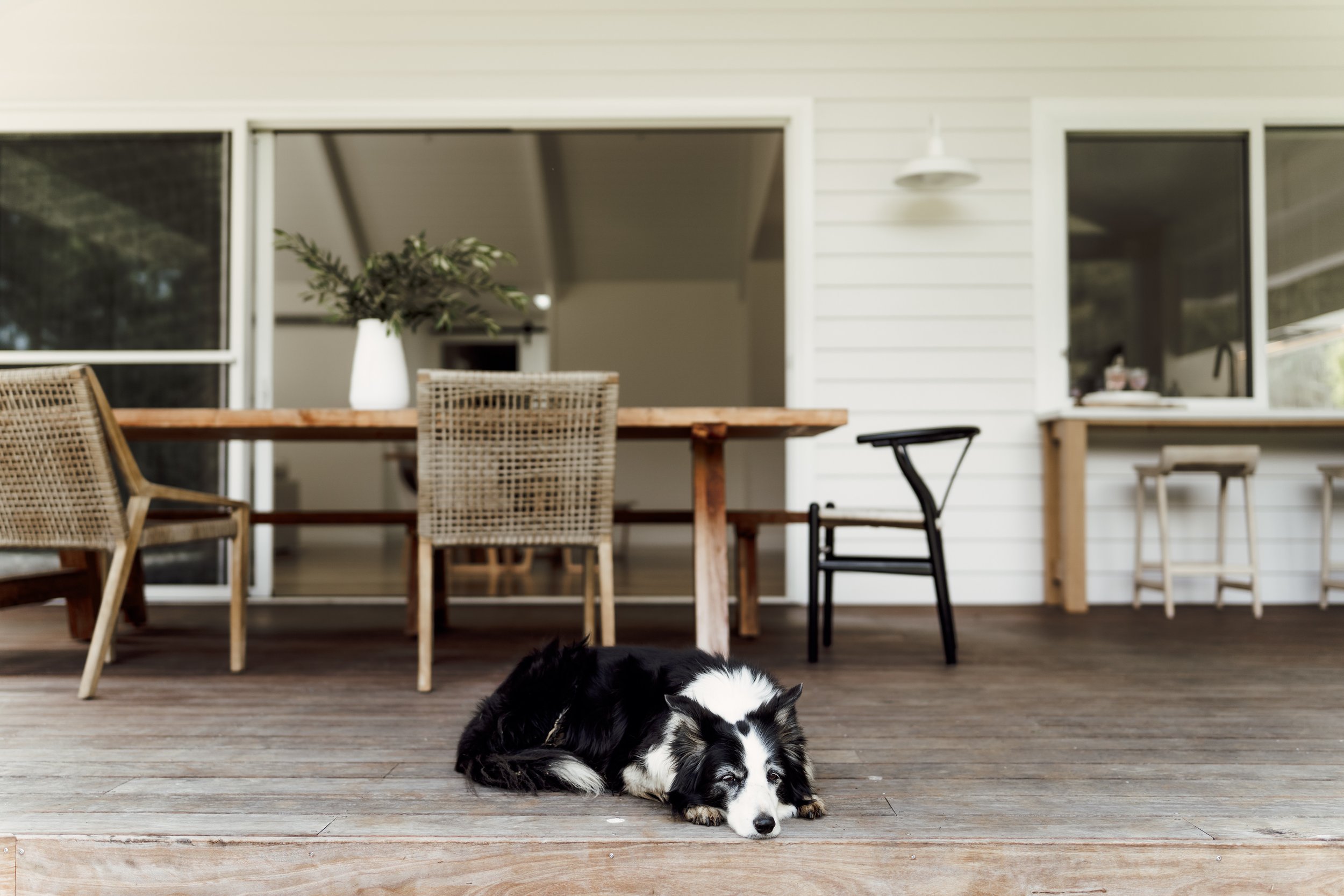 A black and white dog lying on a wooden deck outside a house, with furniture and large windows in the background.