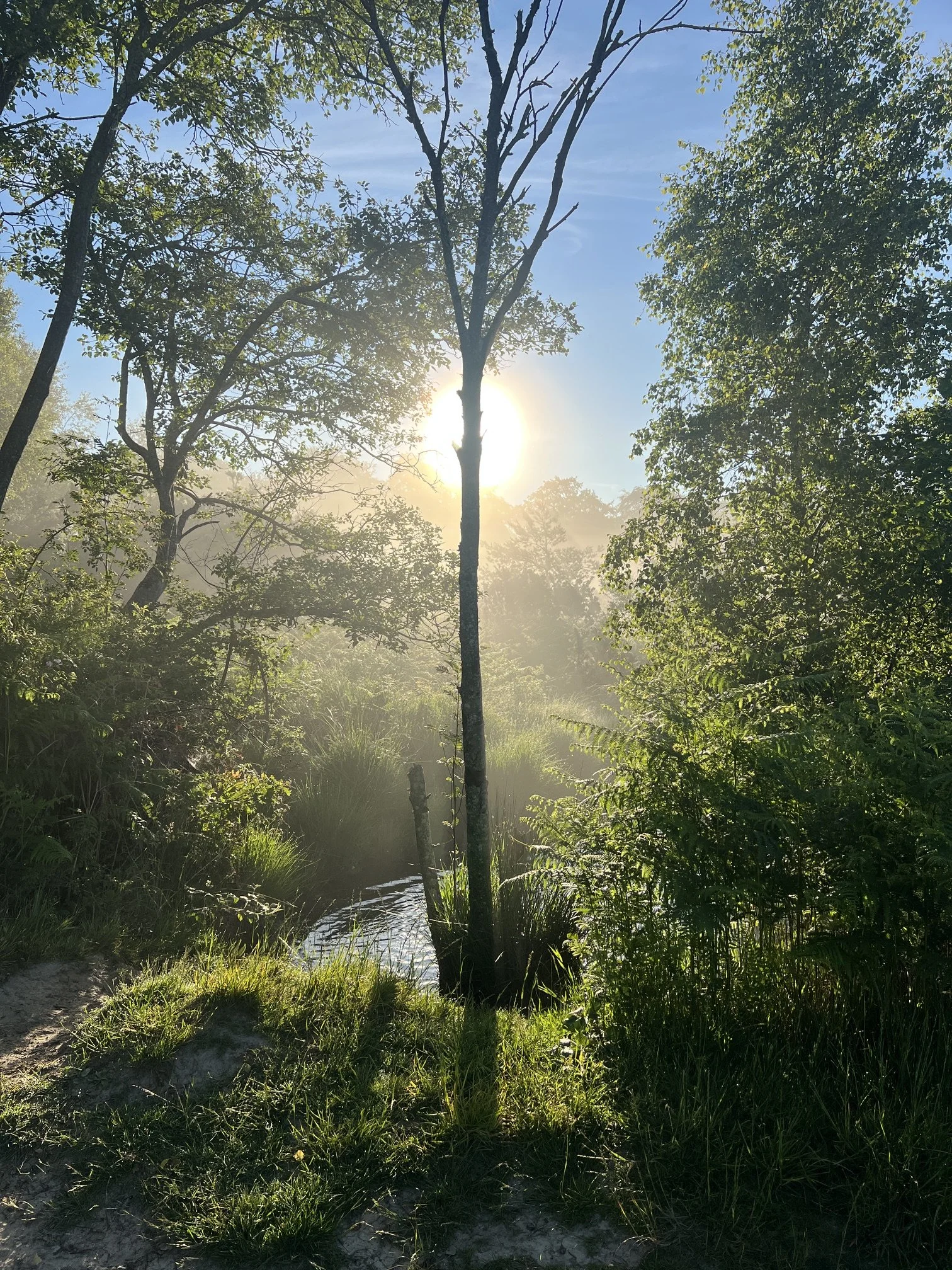 Sunlight shining through a clear sky over a lush, green forest with tall trees and dense foliage surrounding a small water body.