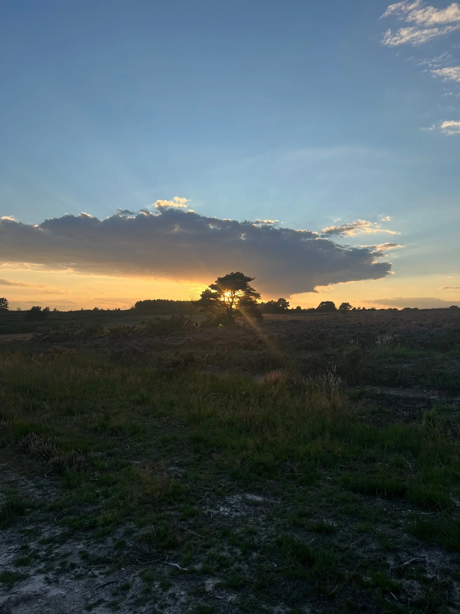 A landscape scene at sunset with a single tree in the middle, surrounded by open fields and a wide sky with clouds.