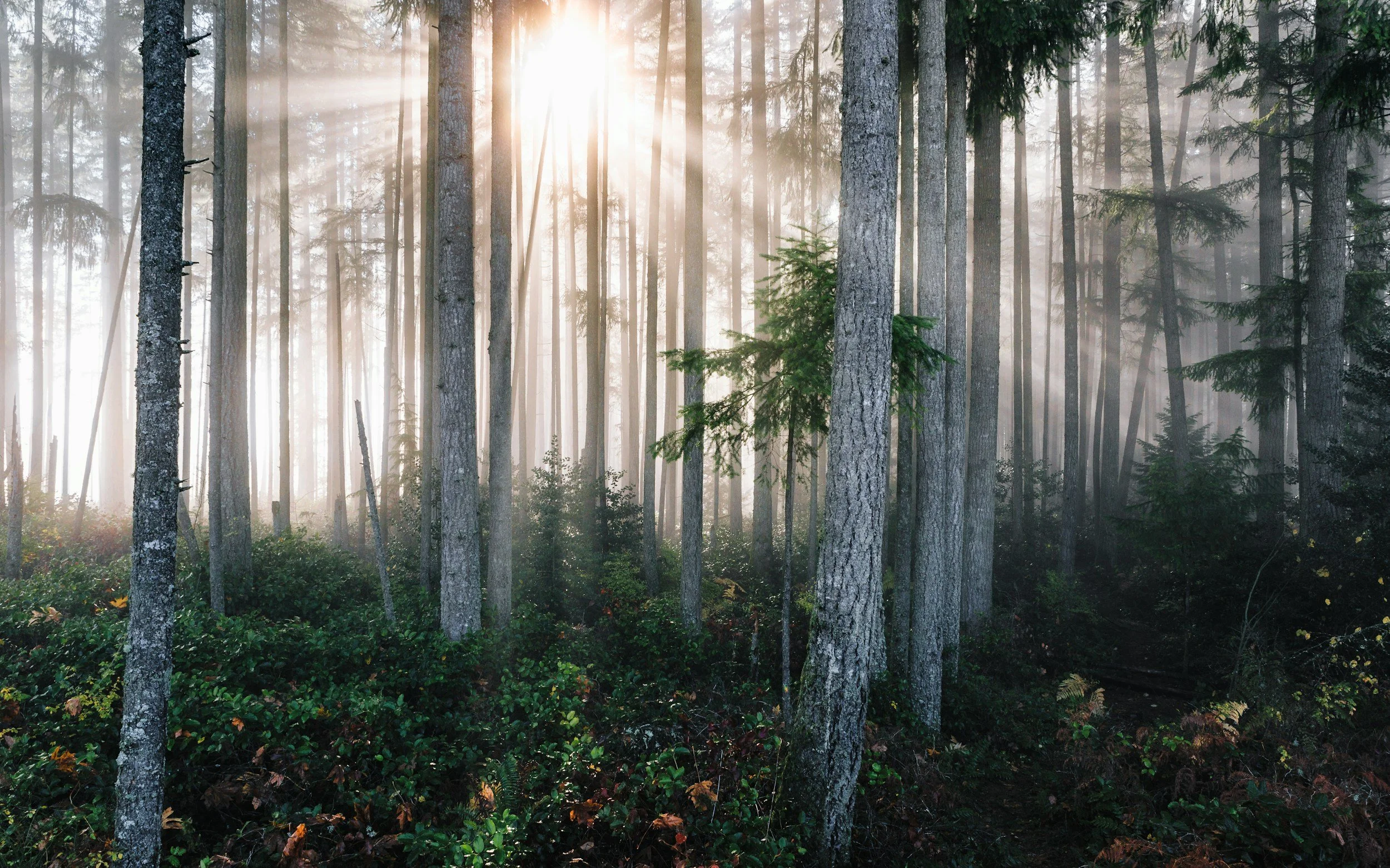 Sunlight filtering through tall trees in a foggy forest with green foliage on the ground.
