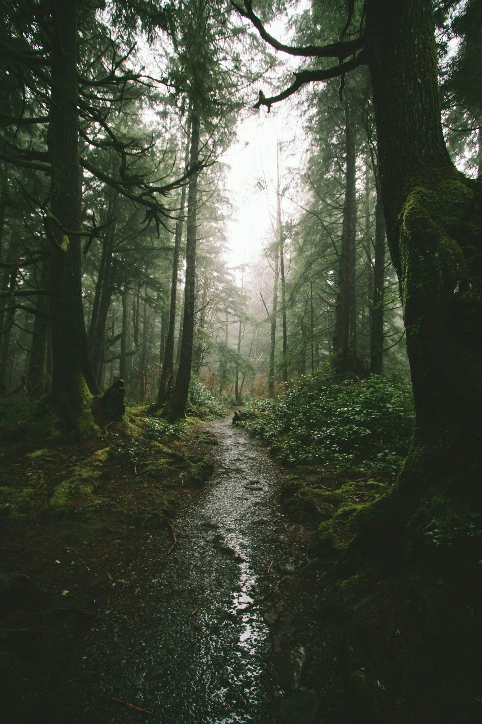 A foggy forest trail surrounded by tall, moss-covered trees and lush green foliage.