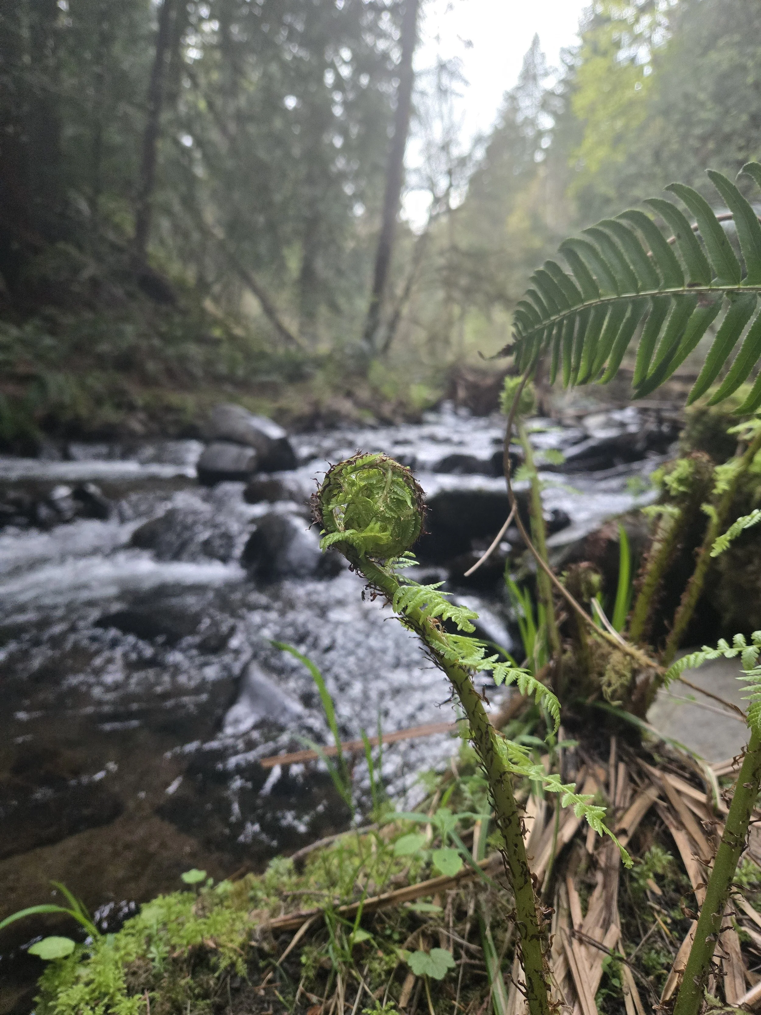 A close-up of a fern frond growing near a small, rocky creek in a forest, with blurred trees and water in the background.