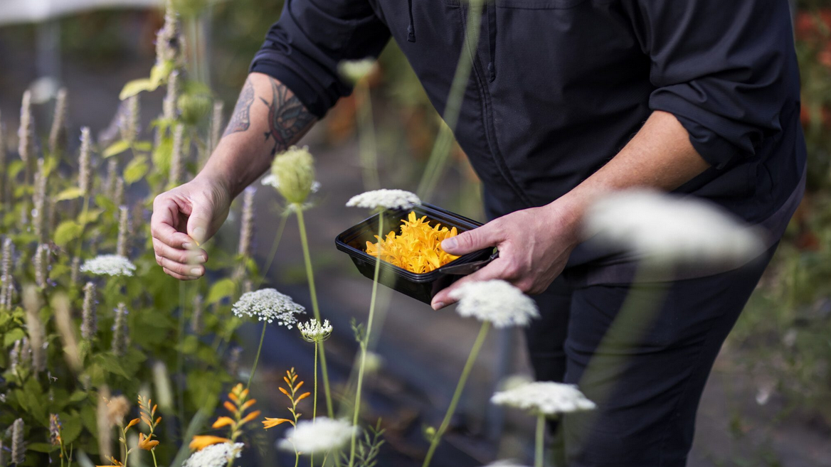 Person harvesting flowers in a garden or farm, holding a container with yellow flowers.