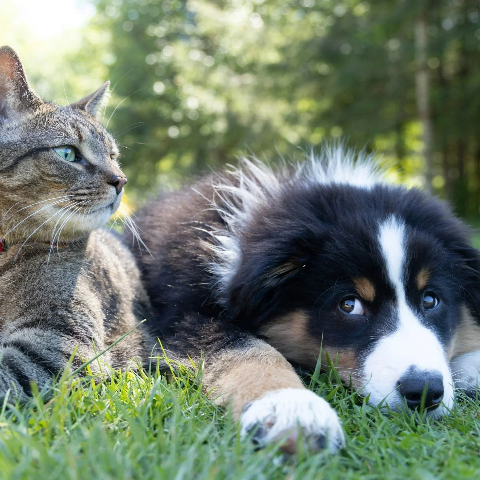 Ein Hund und eine Katze ruhen nebeneinander im Gras im Freien, umgeben von Bäumen und Natur.
