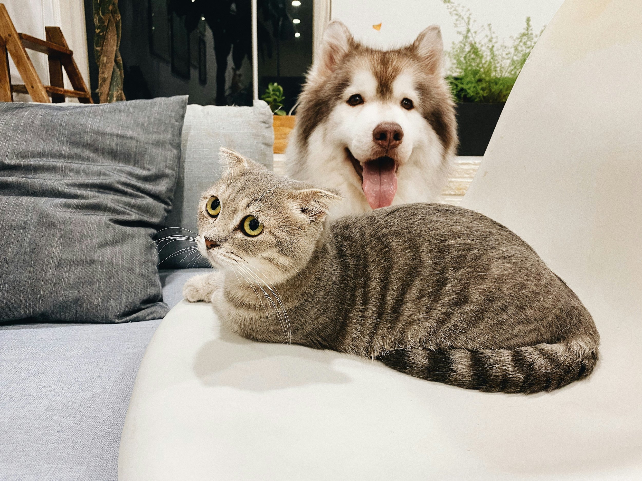 Ein Hund mit lockigem Fell und ein graues Katzen liegen auf einem weißen Sofa, im Hintergrund Pflanzen und ein Fenster.