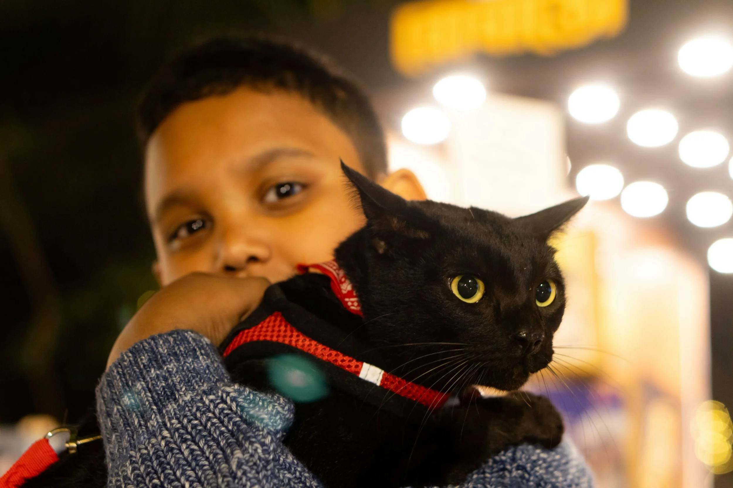 Ein Kind hält eine schwarze Katze mit gelben Augen und rotem Halsband in den Armen. Im Hintergrund sind hell erleuchtete Lichter erkennbar.