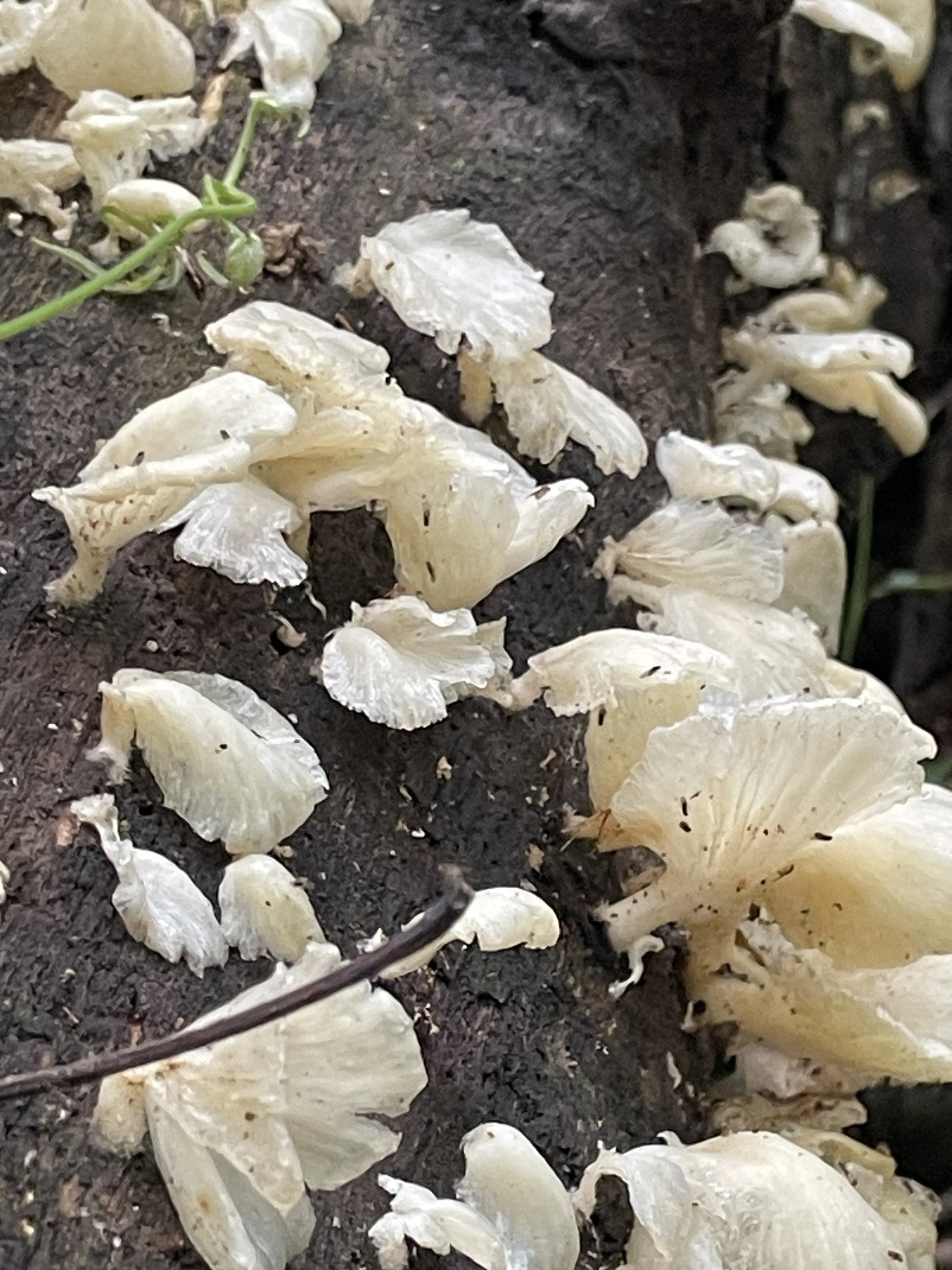IMG_0205.jpeg