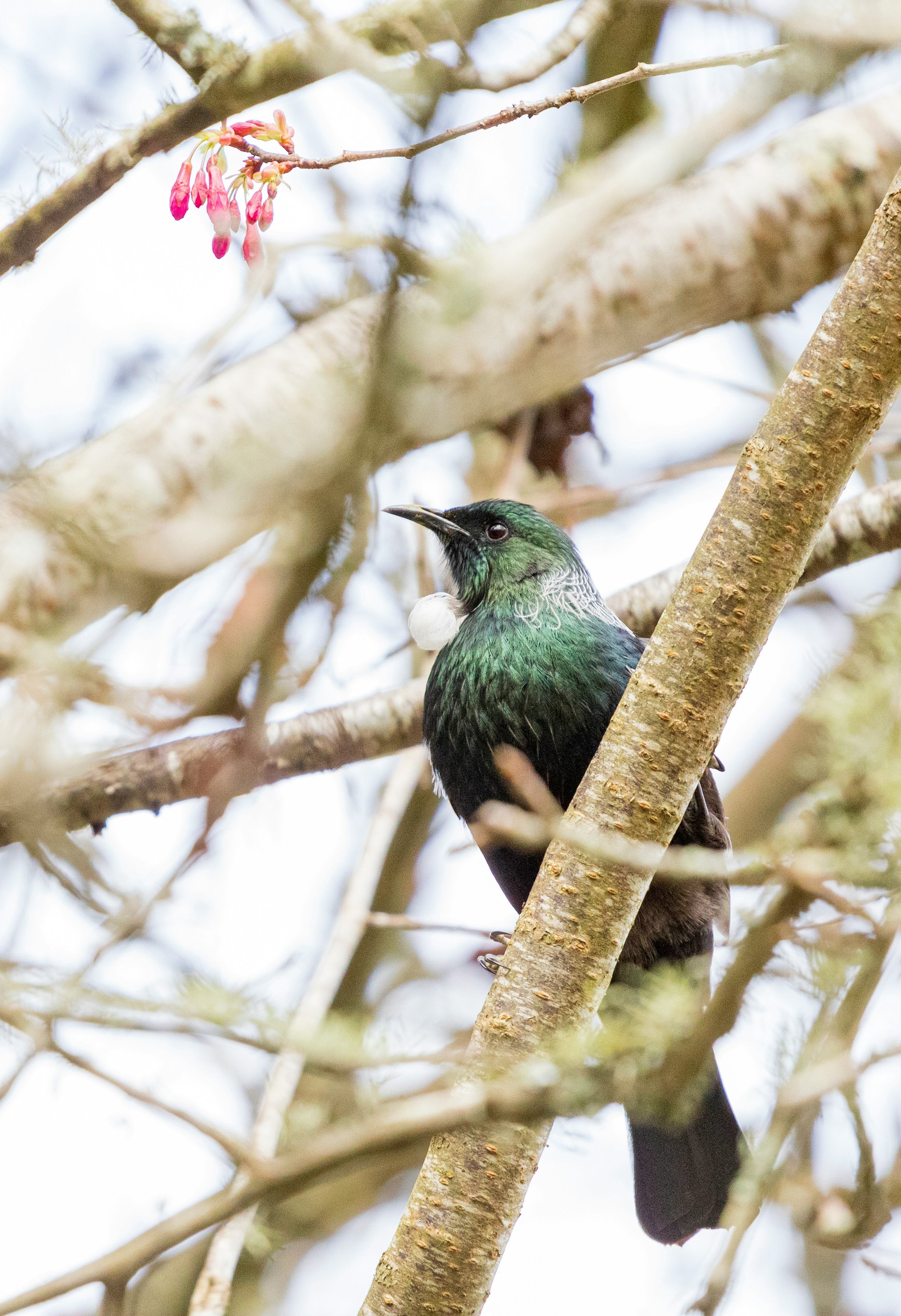 A hummingbird perched on a tree branch next to pink flowers, with a blurred background of light sky and tree branches.