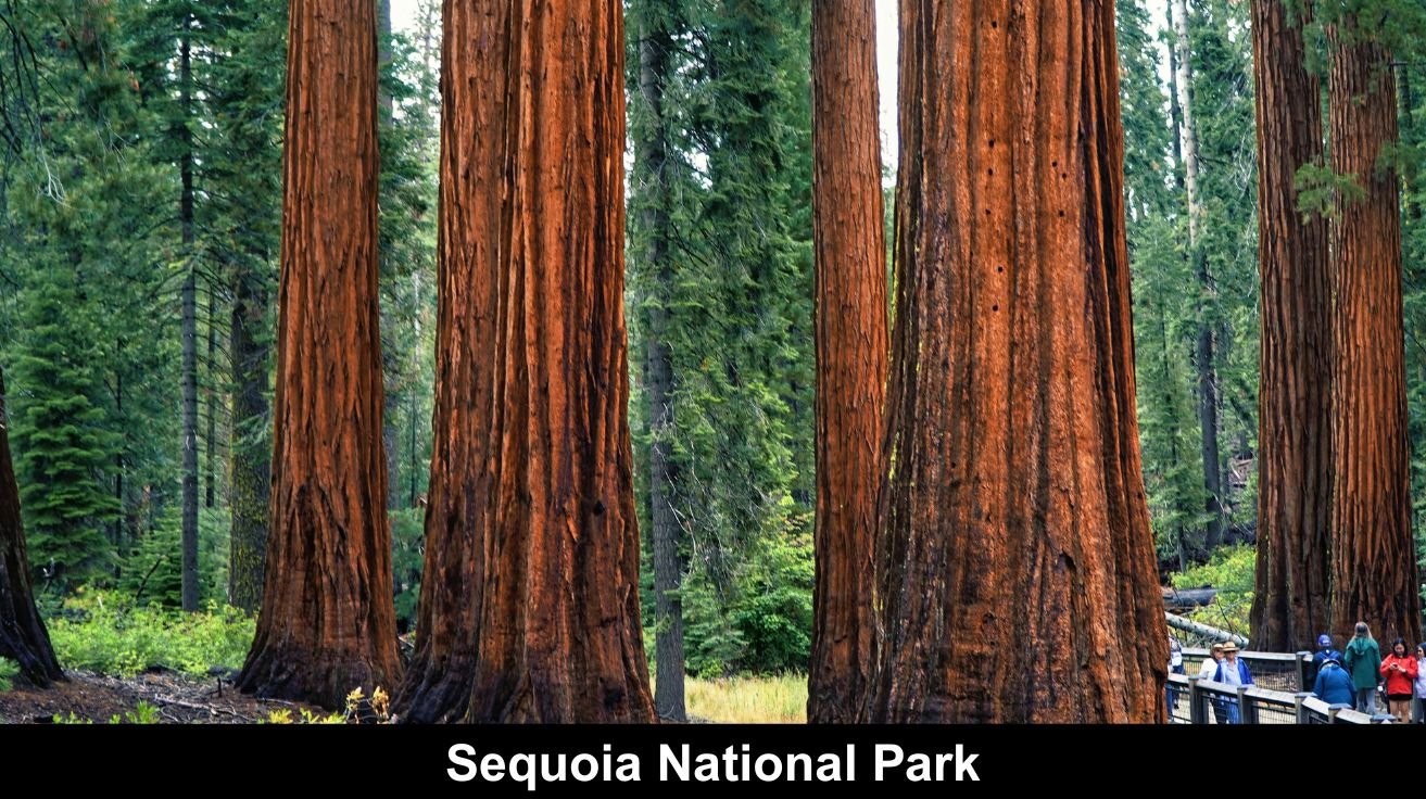 Sequoia National Park.jpg