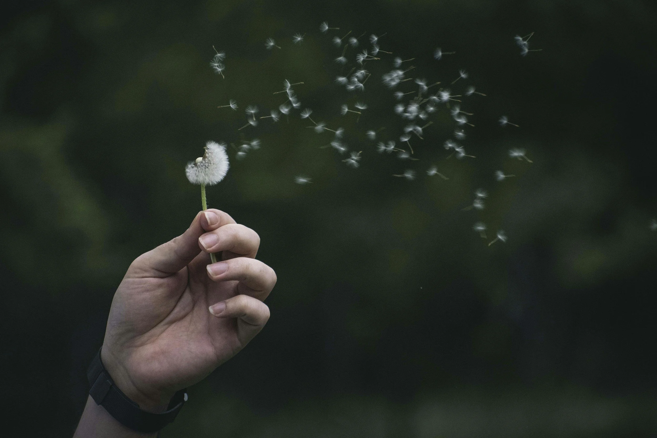 Hand holding a dandelion puff releasing its seeds into the air against a dark green background. EMDR therapy Sydney