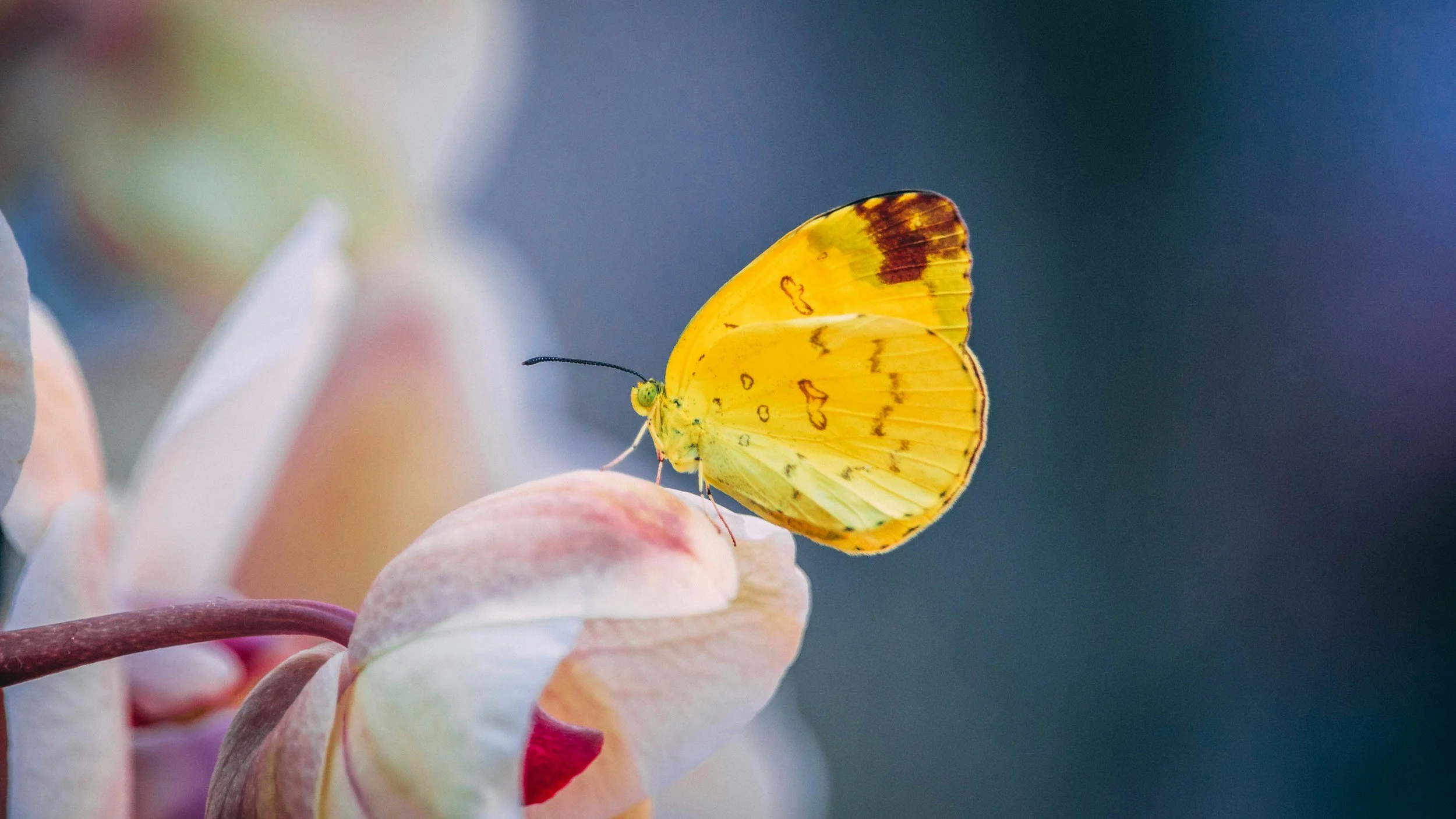 A yellow butterfly with dark markings on its wings perched on a cluster of soft pink and white flowers. EMDR therapy Sydney