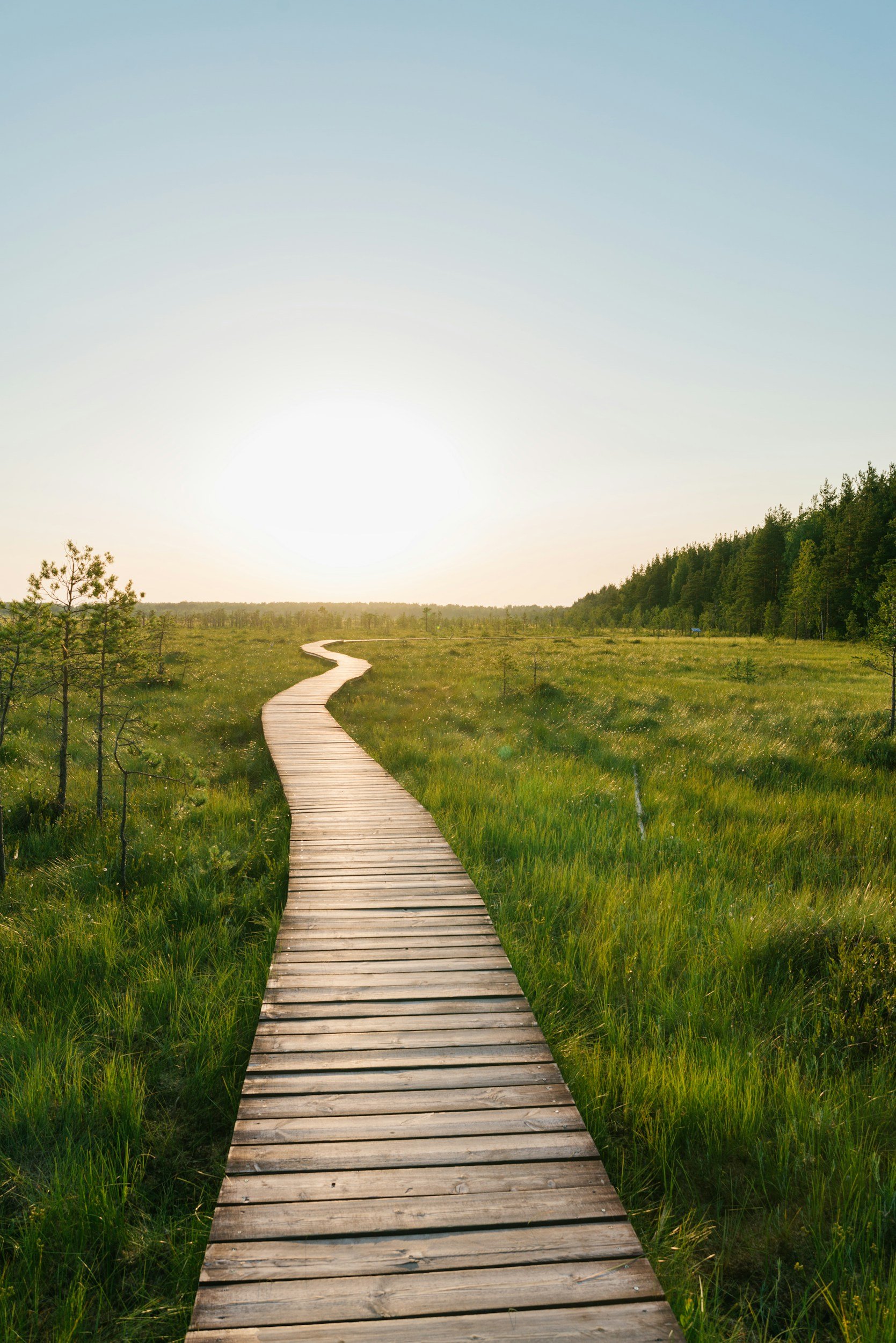 A winding wooden pathway through a grassy wetland area with small trees and bushes, leading toward the horizon and the setting or rising sun. Examined Life Psychology, Sydney. Contact Us