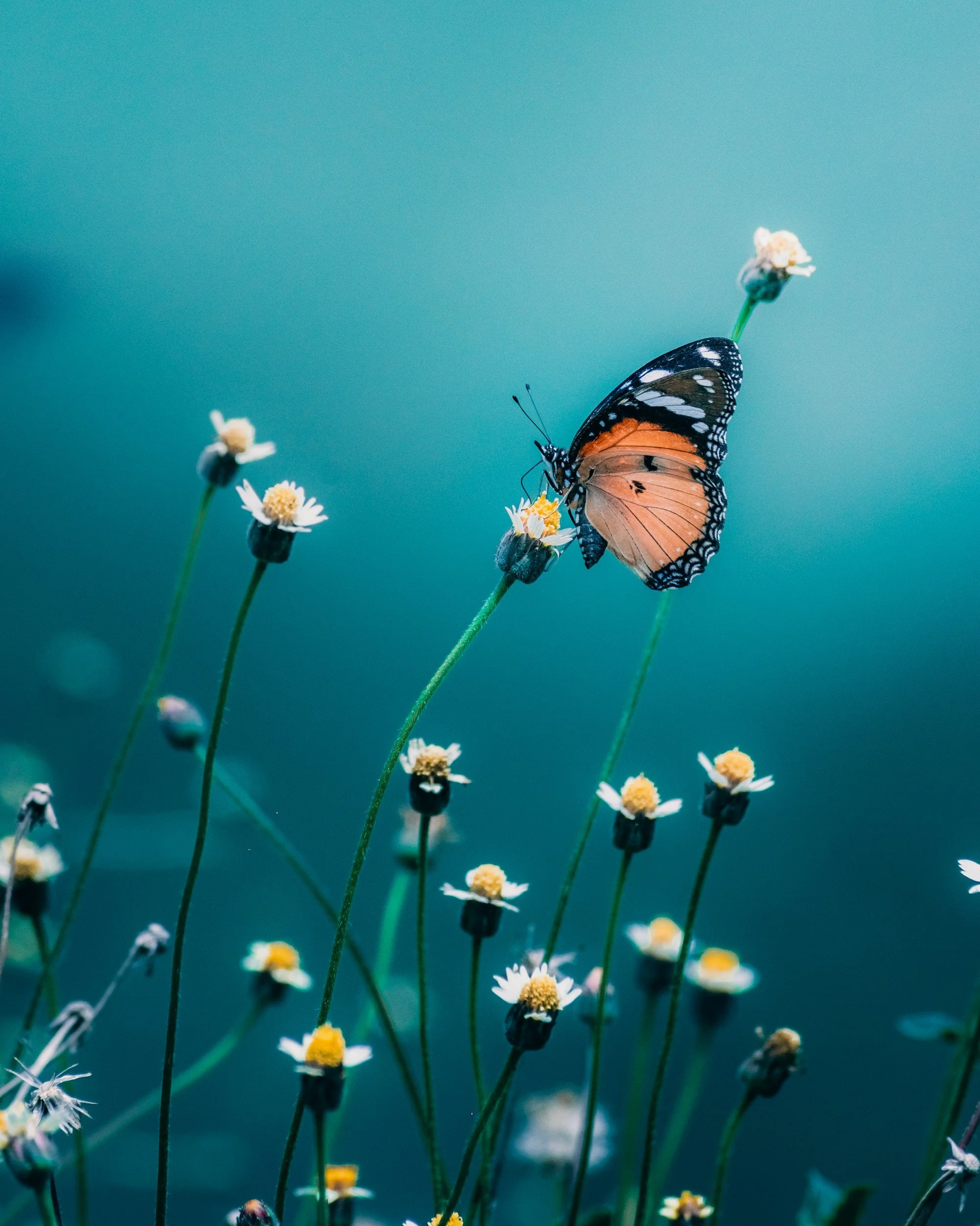 Close-up of a Monarch butterfly perched on a small white flower with yellow center, among similar flowers with a blurred green background. Individual Therapy at Examined Life Psychology