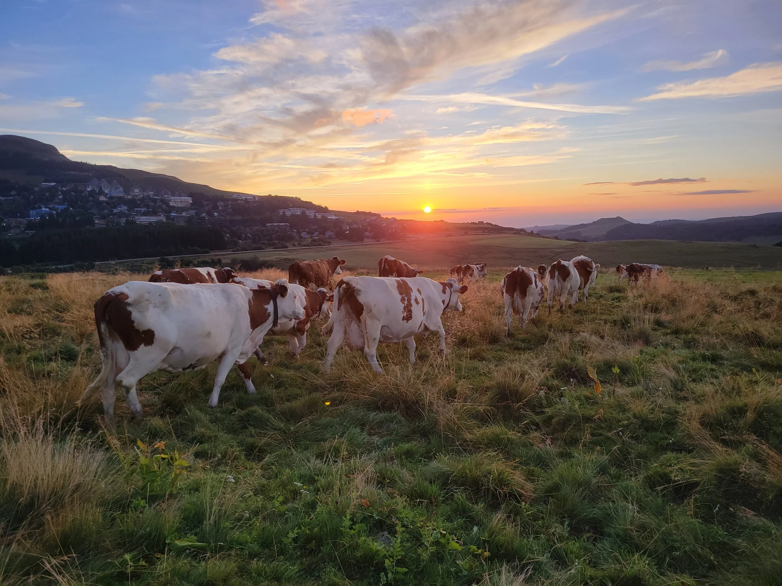 Cows grazing on a grassy field at sunset with hills and a colorful sky in the background.