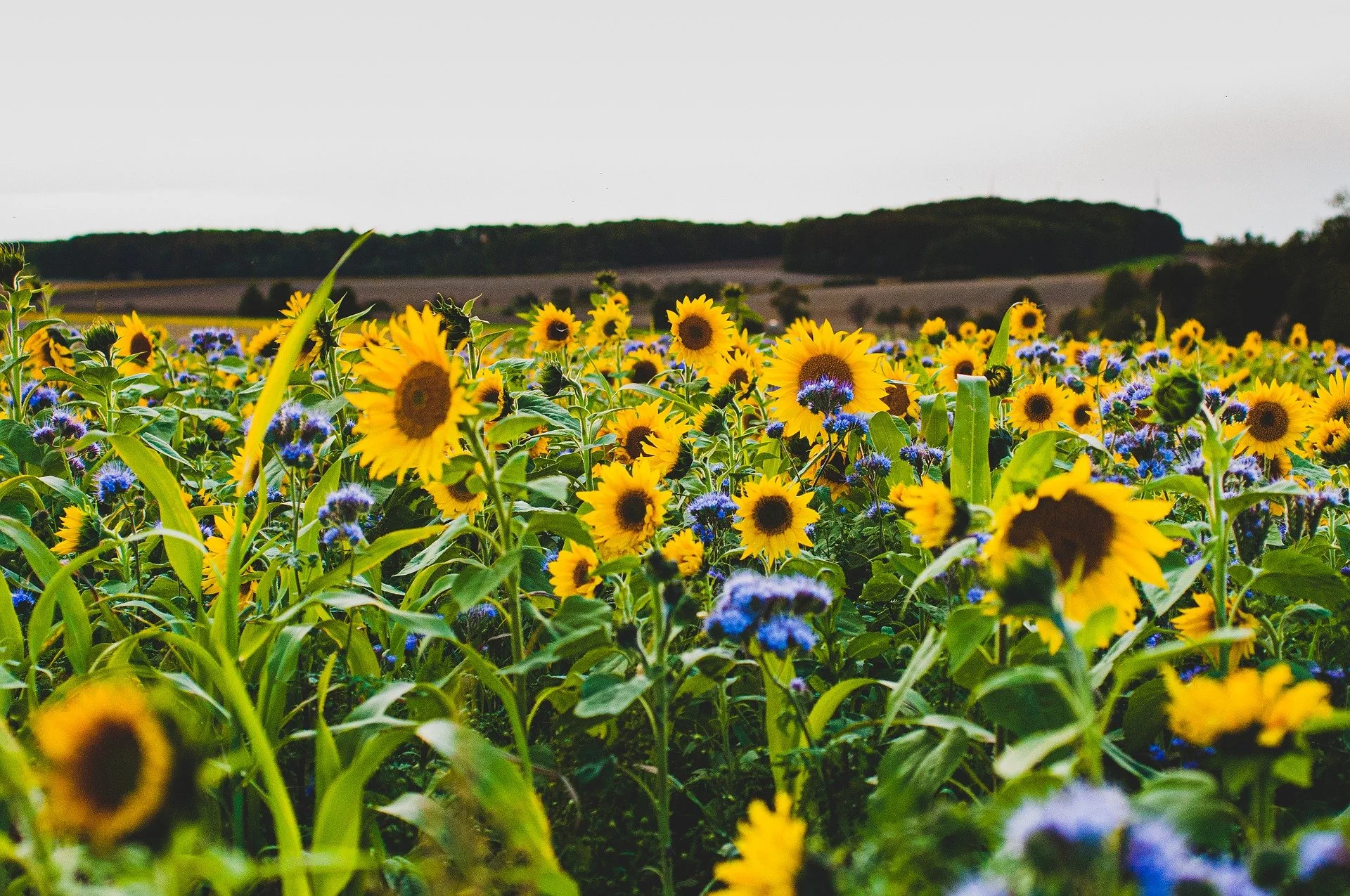 Enhancing the transformative potential of agroecology in Europe by examining the common ground and specificities between social movements and institutional definitions [Scientific Paper]