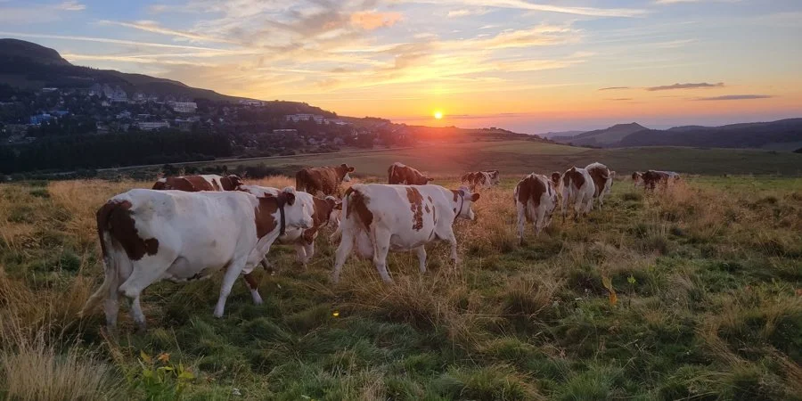 A participatory quiz helps unlock dialogue on dairy farming [Report]