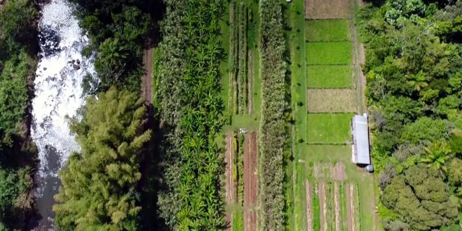 A transition to climate-smart agriculture in Guadeloupe [Report]