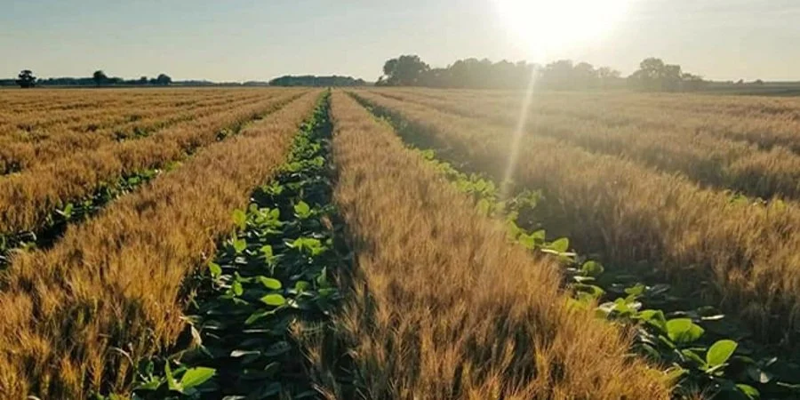 Adapting to climate change: learnings from dairy and arable farmers [Webinar Recording]