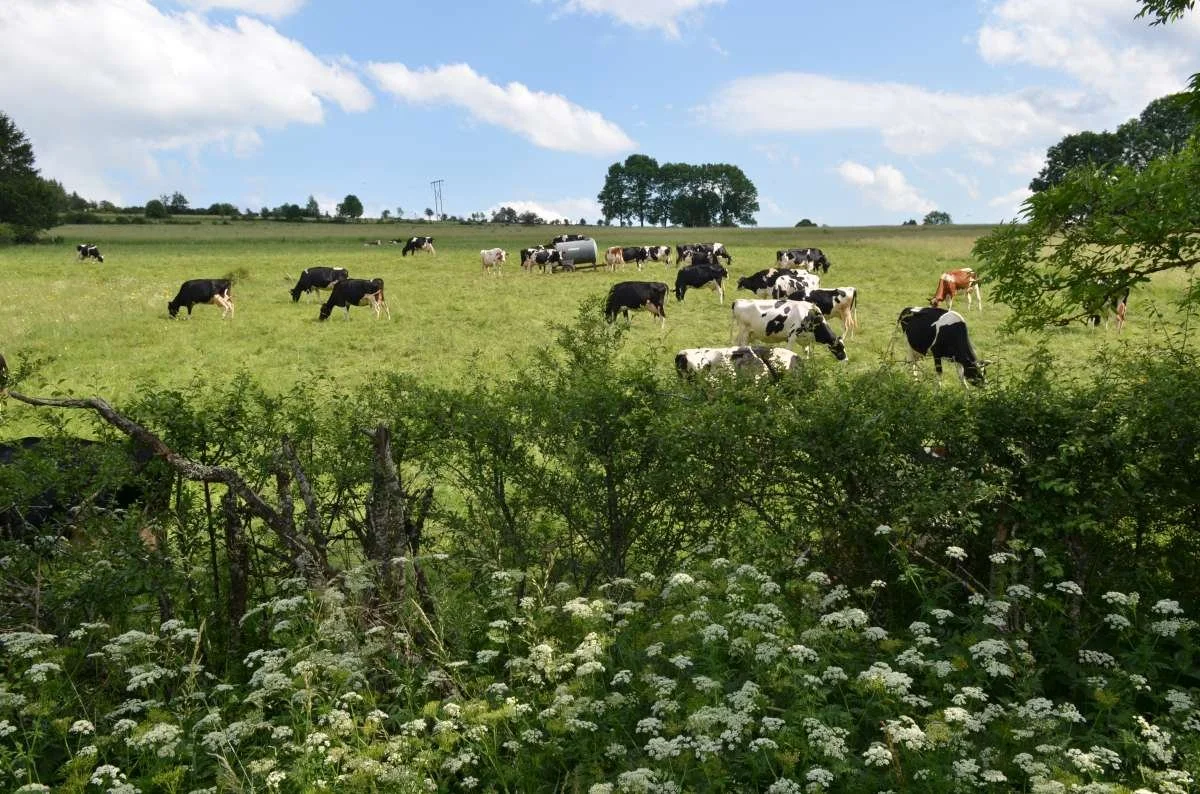 Dairy farmers’ adaptation strategies in uplands [Practice Abstract]