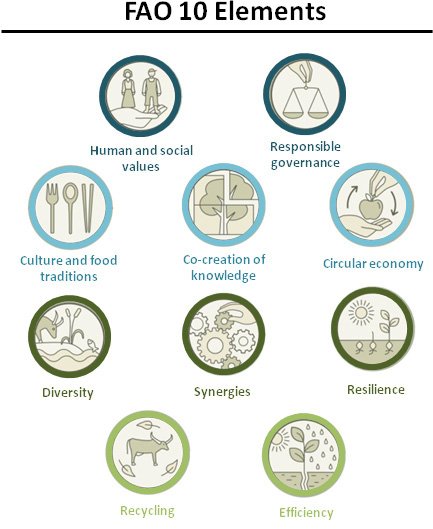 resource 1-1-defining agroecology-FAO 10 elements.jpg
