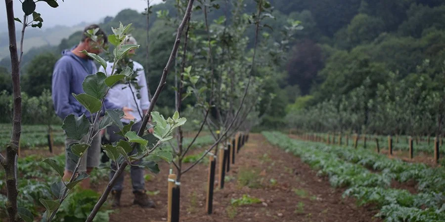 Defining Agroecology: finding a common understanding [Report]
