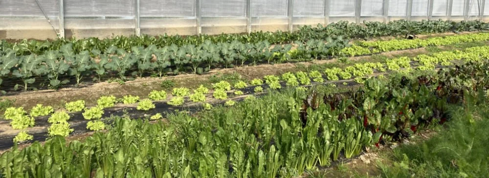 Digitalisation of vegetable irrigation: decision support for efficient use of water and good crop quality [Practice Abstract]