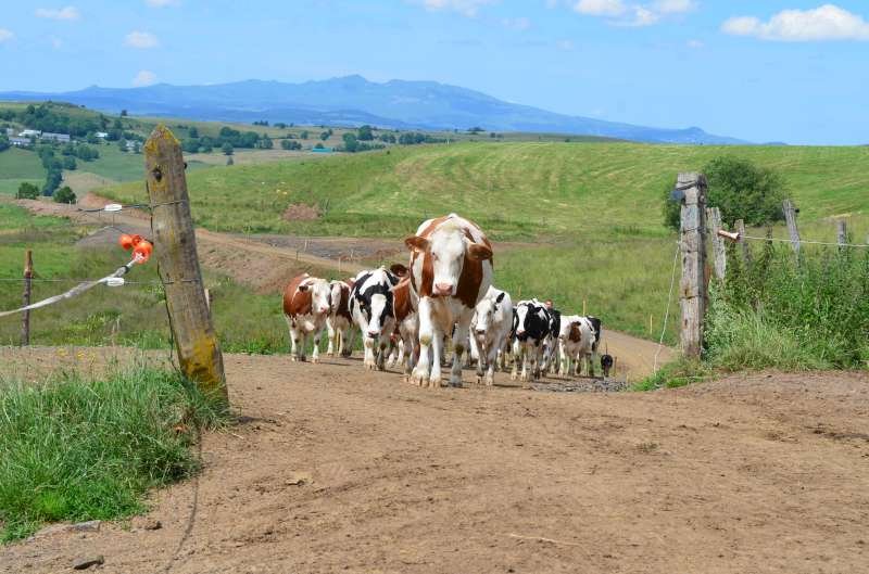 Diversification increases the resilience of European grassland-based systems but is not a one-size-fits-all strategy [Scientific Paper]