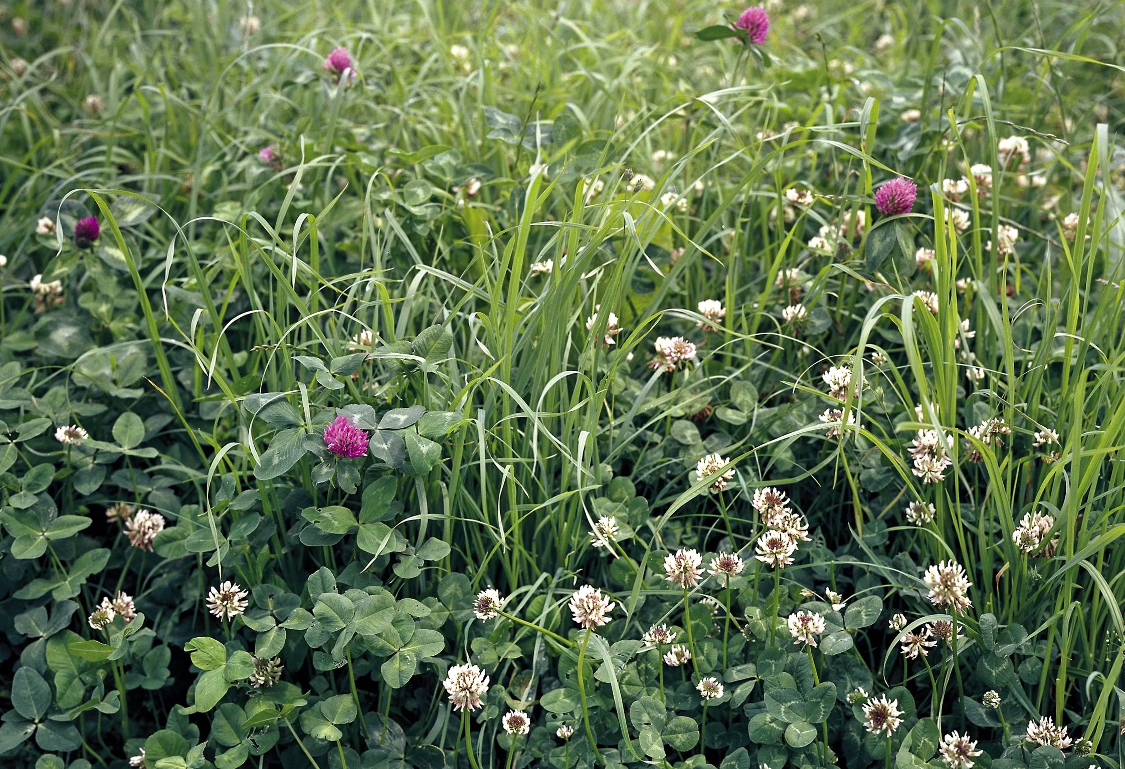 Effects of Legumes and Fertilizer on Nitrogen Balance from Intact Leys and After Tilling for Subsequent Crop [Scientific Paper]