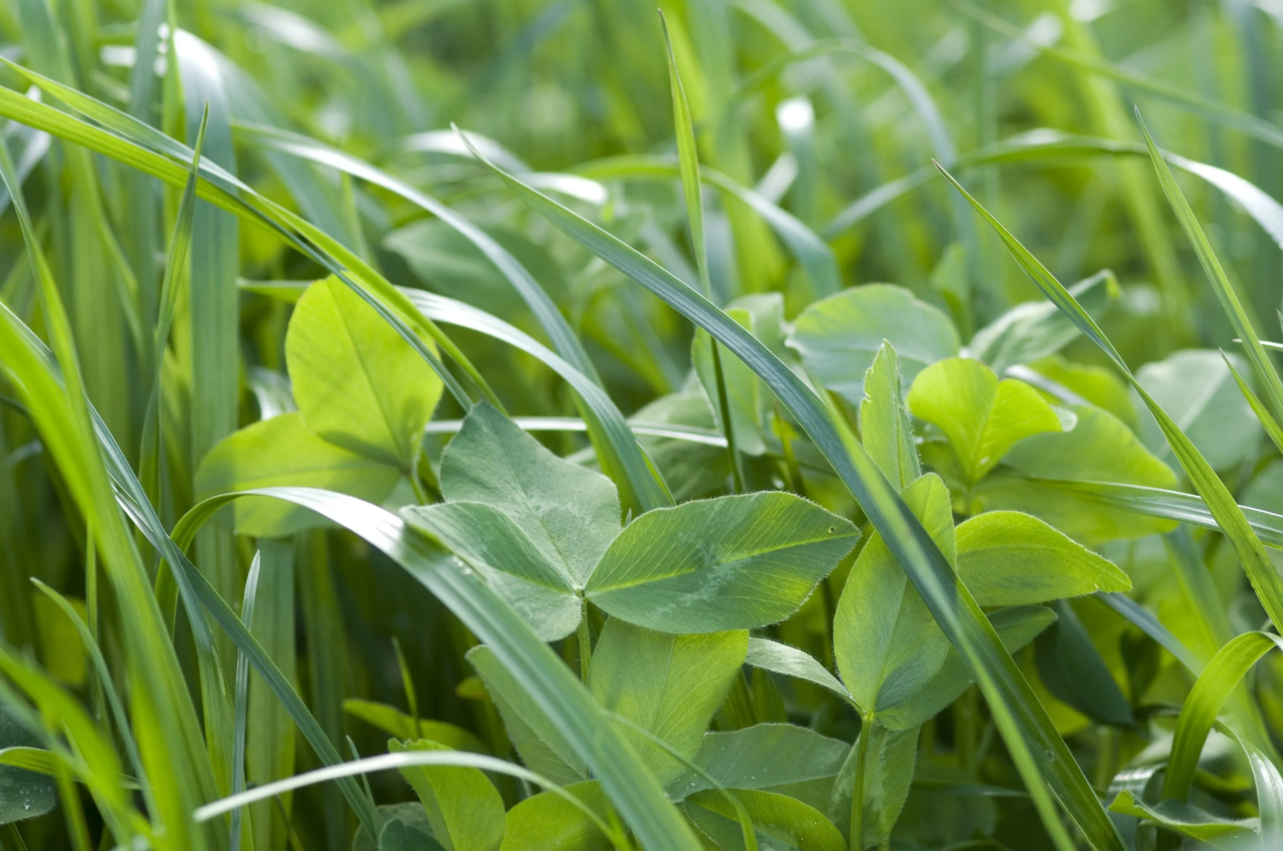 Enhancing Grassland Resilience to Drought Through Plant Diversity [Practice Abstract]