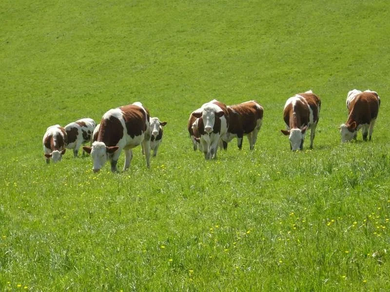 Farmers' perceptions of permanent grasslands and their intentions to adapt to climate change influence their resilience strategy [Scientific Paper]