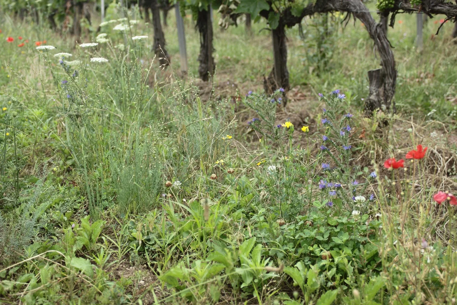 Guidelines for maintaining sown inter-row vegetation in vineyards and orchards [Practice Abstract]