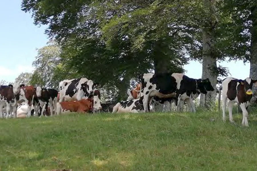 Marcinelle: an agroecological dairy farming system in uplands, designed and managed with citizens [Practice Abstract]