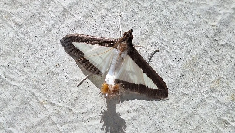 Diaphania hyalinata © INRAE