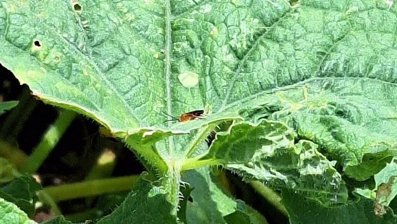 Schoenlandella monserratensis on a cucumber leaf © INRAE