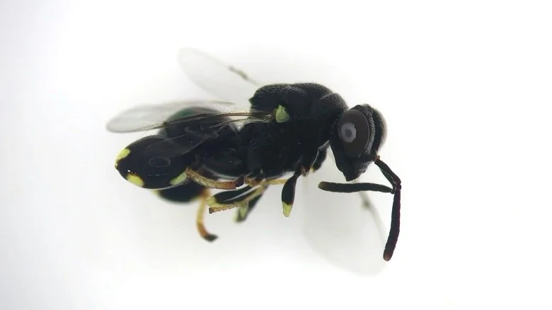 Chalcididae © INRAE