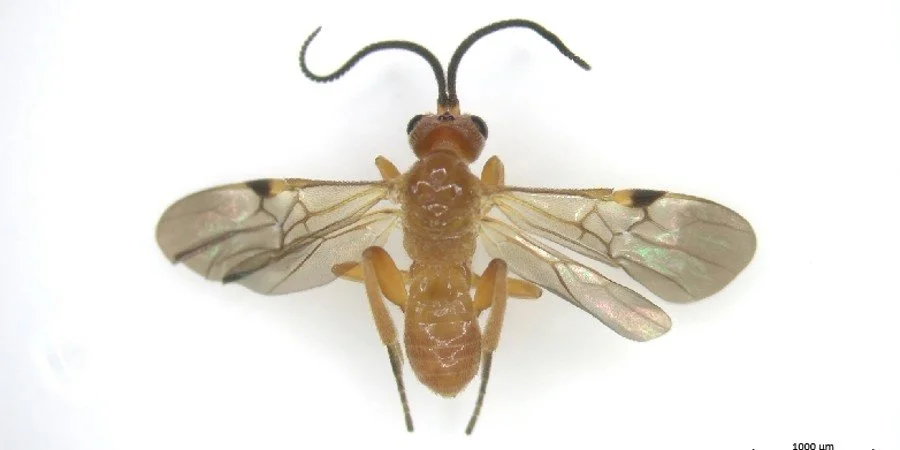 Parasitoid wasps as an agroecological tool of pest control in Guadeloupe [Report]