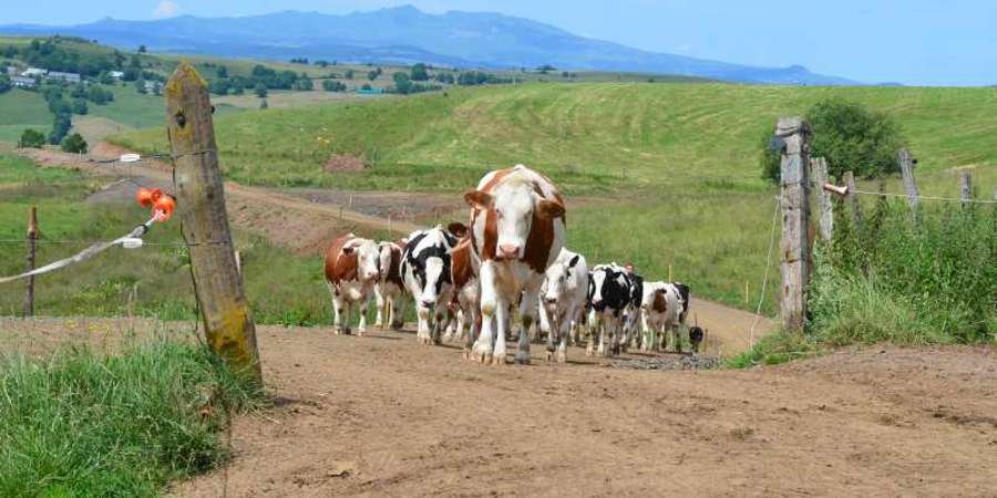 Playing a serious game to improve dialogue on animal farming [Report]