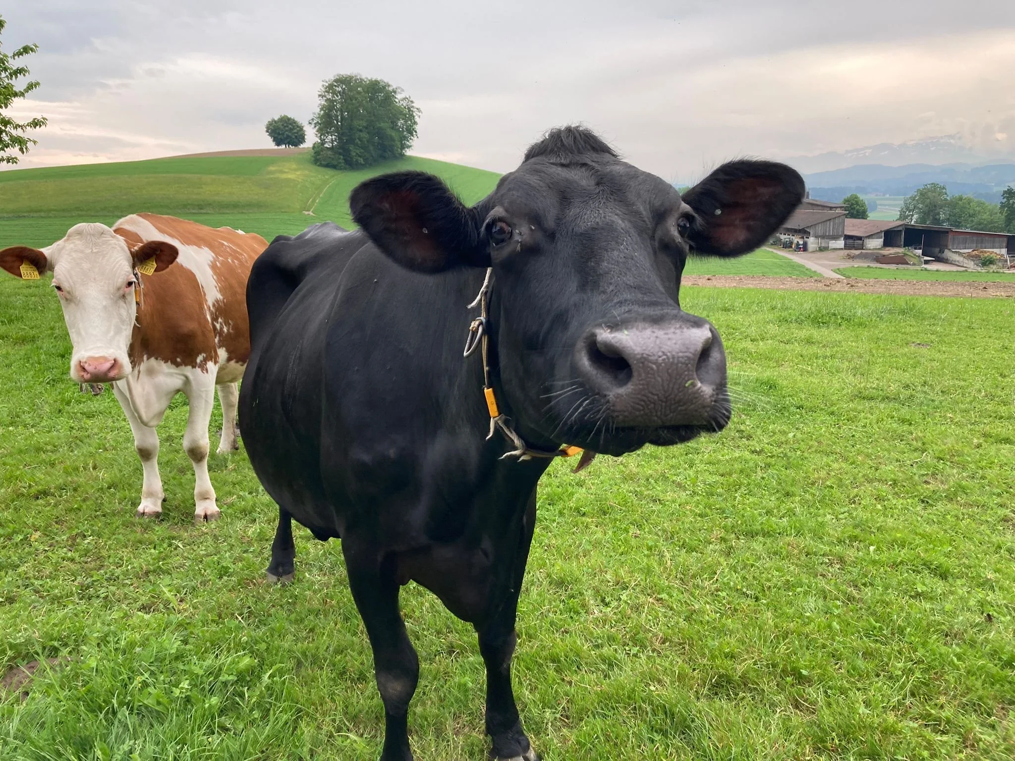 Principles, barriers and enablers to agroecological animal production systems: a qualitative approach based on five case studies [Scientific Paper]
