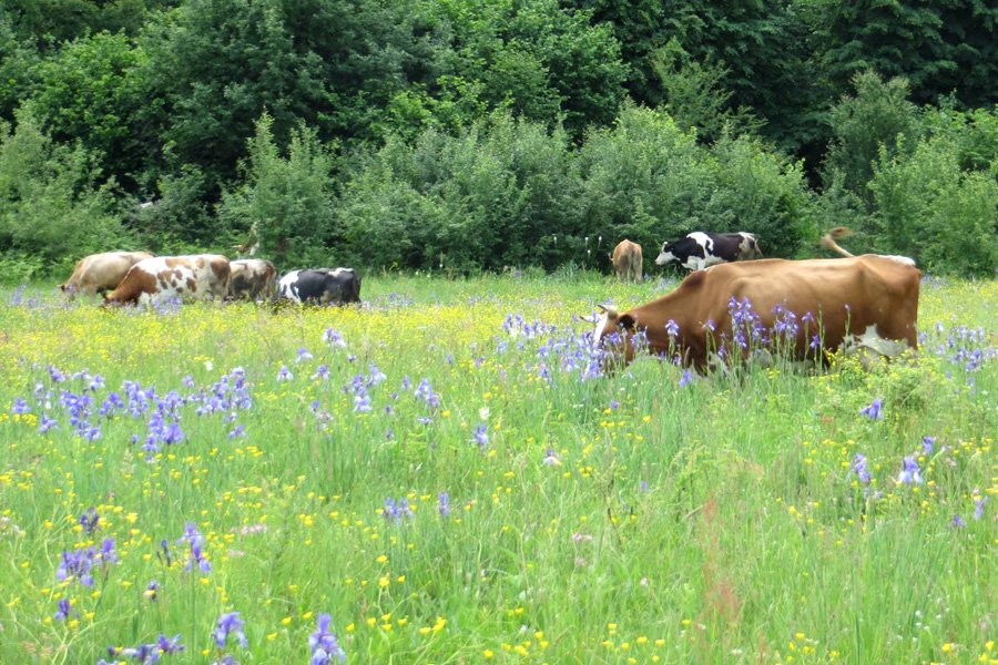 Securing Success for the Nature Restoration Laws [Scientific Paper]