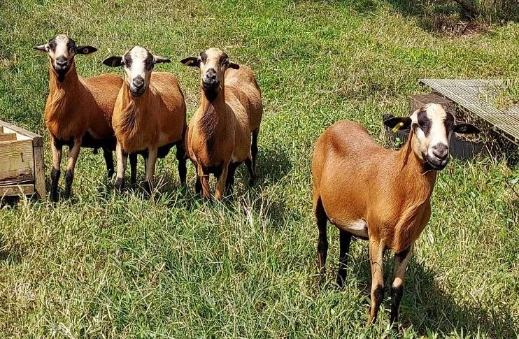 Martinik sheep, Guadeloupe