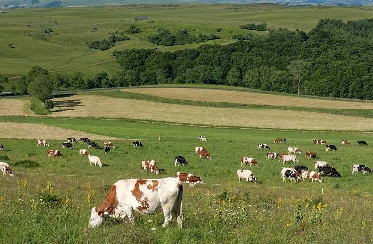Grazing cattle, Massif Central