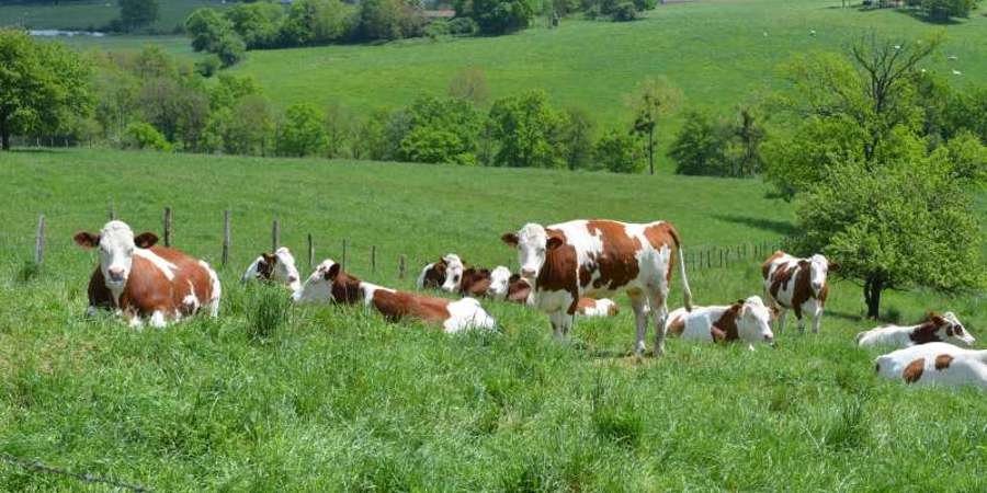 Scaling out niche innovations in animal production areas [Report, Scientific Paper]