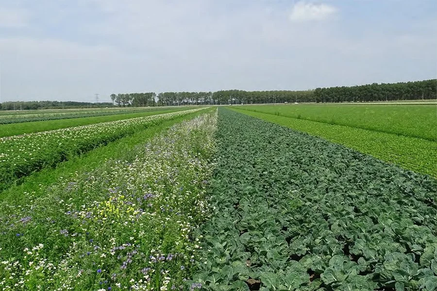 ‘Social distancing’ in arable farming: stripcropping can reduce the risk of pests and diseases [Practice Abstract]